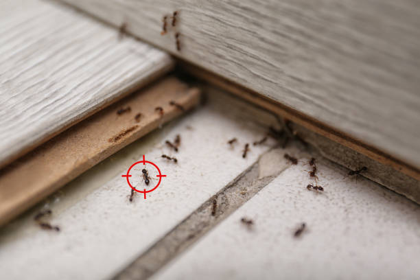 Pest Control Cost in Garden City, NY