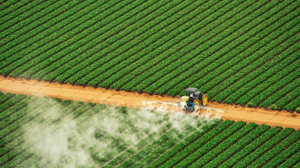 Best Termite Control Services  in Garden City, NY