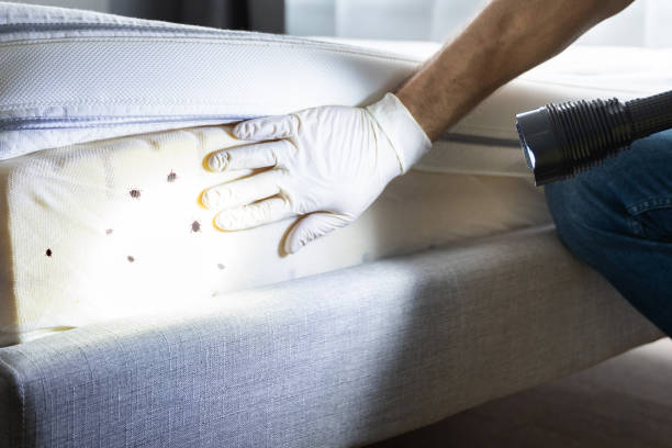 Best Flea Control Services  in Garden City, NY