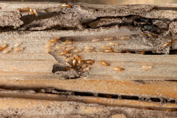 Pest Control for Restaurants in Garden City, NY