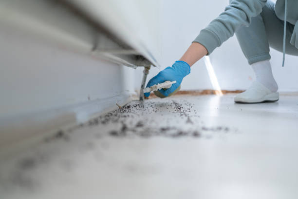 Best Insect Control  in Garden City, NY